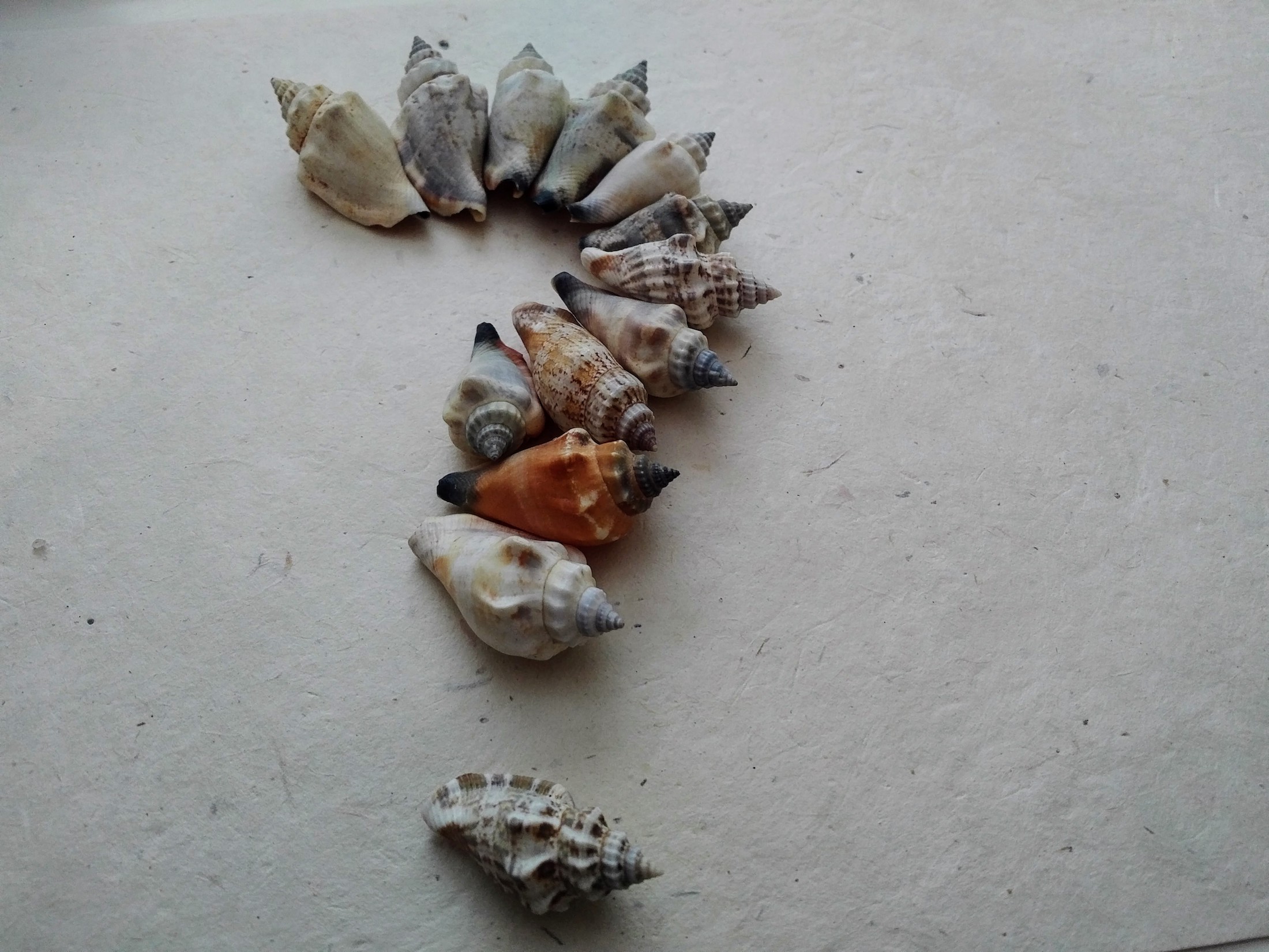 HART Holistic support doula birth