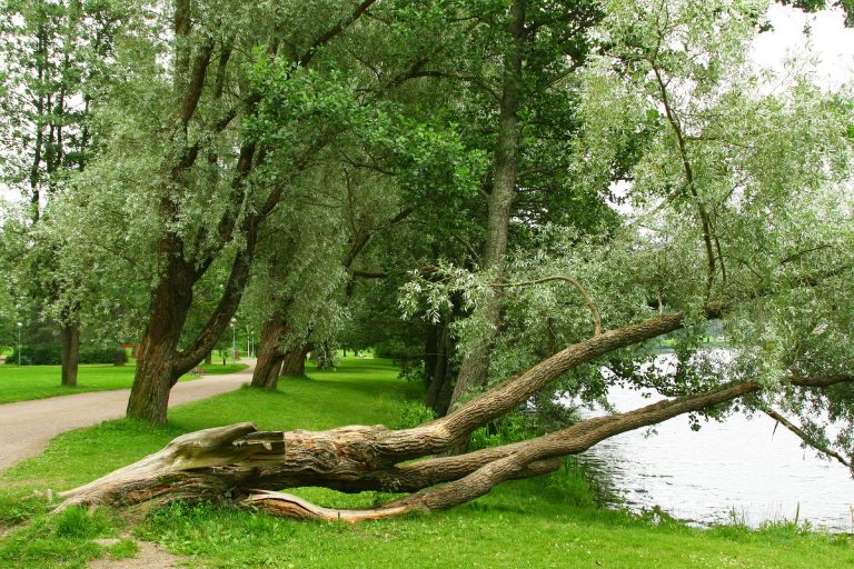 Pixabay_bent-but-not-kink-1301817_1920